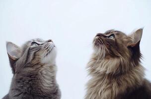 Two domestic cats looking upwards with focused attentive expressions photo
