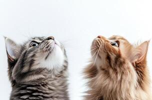 Two curious felines looking upwards towards an unknown source photo