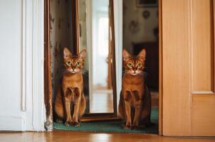 Two orange cats sitting attentively in a doorway photo
