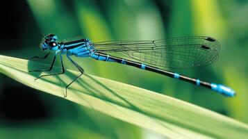 A stunning close up view of a blue damselfly on a leaf photo