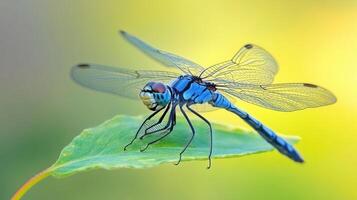 A Close Up View of a Colorful Blue Dragonfly Resting photo