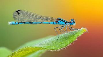 A bright blue damselfly is resting on a green leaf carefully photo