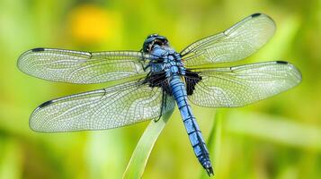 Close up photograph of a beautiful blue dragonfly in nature photo