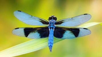 A blue dragonfly with intricate wings resting on green foliage photo