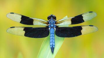 A detailed photograph shows a dragonfly resting on a green leaf photo