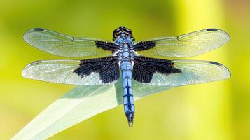 A beautifully captured close up picture of a dragonfly insect photo