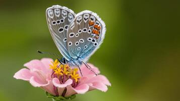 A delicate butterfly resting gently on a beautiful pink flower photo
