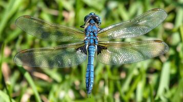 A magnificent close up portrait of a blue dragonfly insect photo