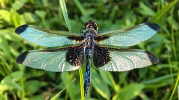 A detailed overhead view of a beautiful dragonfly in green grass photo