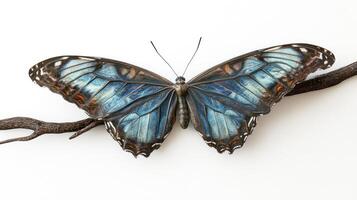 A beautiful butterfly with blue wings perched on a branch photo