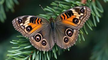 A butterfly perched delicately on the fresh vibrant green branches photo