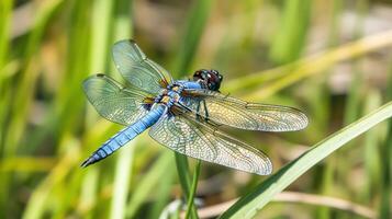 A close up photograph of a vibrant blue dragonfly photo