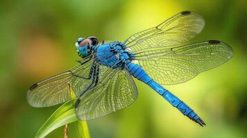 A striking close up image showing a blue dragonfly perched gracefully photo