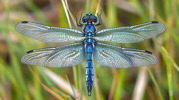 A close up of a blue dragonfly with detailed wings photo