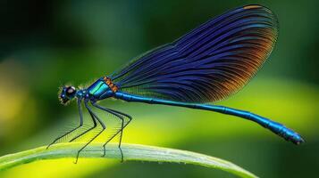 A detailed photograph shows a beautiful blue insect on a leaf photo