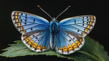 A vibrant butterfly with blue wings resting on a green leaf photo