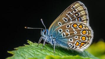 A detailed macro photograph reveals a beautiful colorful butterfly photo