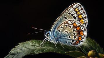 A stunning detailed photograph of a butterfly resting on a leaf photo