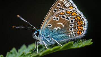 A beautiful butterfly perched on a vibrant green leaf detail closeup photo