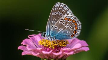 A beautiful butterfly sits on a vibrant pink and yellow flower photo