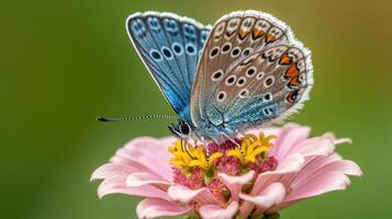 A beautiful blue butterfly resting on a pink flower photo