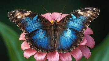 A beautiful blue butterfly rests on top of a pink flower photo