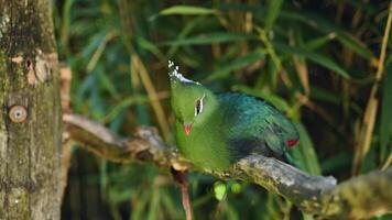 This stunning closeup captures a vibrant green bird peacefully resting on a branch, showcasing its vividly colored features in the midst of lush surrounding foliage video