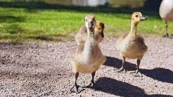 Charming little goslings waddle and play outdoors in the sunshine, displaying their undeniable cuteness and unending curiosity while foraging in a peaceful park setting video