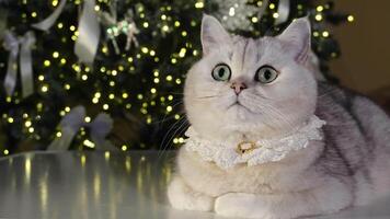 Curious cat in festive holiday setting with sparkling christmas lights video