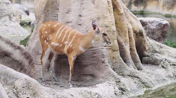 Sitatunga antelope standing quietly near tree roots by the water video