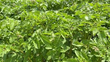 Lush potato bushes with pests on the leaves on a country farm. video
