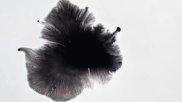 Ink drop blooms into soft organic shape with frilled edges video