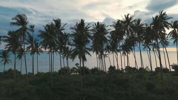 Cinematic leftward movement silhouettes of palm trees on a wild beach against the background of an evening sky filled with clouds. Silhouettes of palm trees at twilight on a wild beach. video