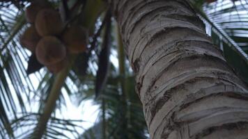 Sunlight filters through palm leaves, illuminating a close up view of a textured coconut palm tree trunk with ripe coconuts hanging from its branches, creating a serene tropical scene video