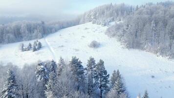 Aerial view of a forest covered with frost on the mountain slopes. DRONE FOOTAGE video