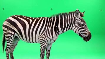 Zebra standing still in front of a green screen looking to the right side of the screen area video