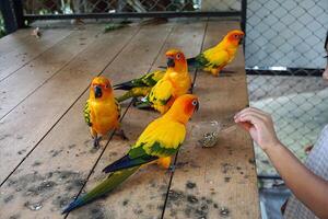 Child Feeding Colorful Parrots on Wooden Platform photo