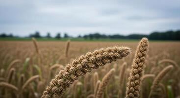 Close up of millet grain plants in an agricultural field ready for harvest under a cloudy sky. photo