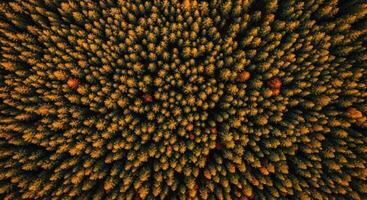 Aerial view of dense autumn forest with golden hour sunlight on tree canopies photo