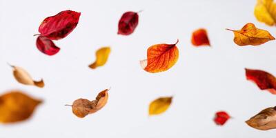 The Colorful Leaves Falling Gently in Autumn Air photo