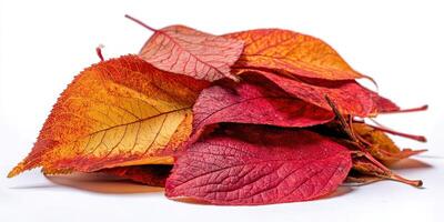 The Pile of Colorful Autumn Leaves Ready for Decoration photo