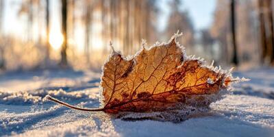 The frost-covered leaf resting on pristine snow in a tranquil winter forest. photo