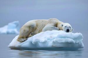 A lone polar bear naps on a dwindling iceberg, highlighting the stark reality of habitat loss in the Arctic. photo