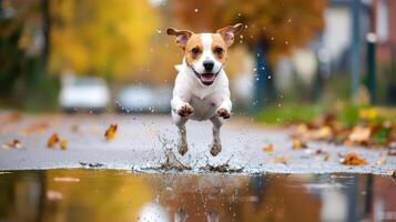 A dog jumping into a puddle on a rainy day photo