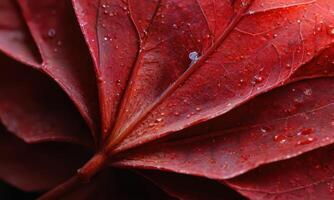 A close up of a red leaf with water droplets photo