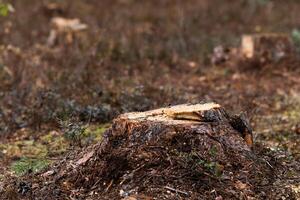 Deforestation, deforestation. Illegal logging. The concept of ecology, environment, global warming. photo