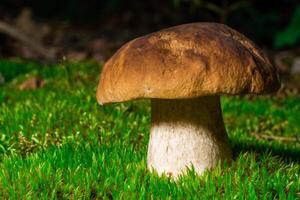 Beautiful boletus edulis mushroom in amazing green moss. Background of old magic forest mushrooms. White mushroom on a sunny day photo