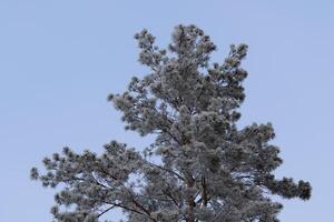 the cold wave covered the trees with hoarfrost. A lot of frost on trees from extreme cold snap, selective focus. photo