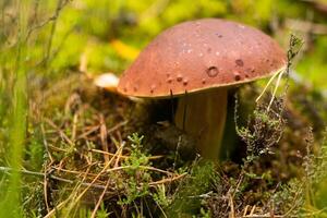 White mushroom White mushroom king Boletus Pinophilus. Fungal mycelium in moss in the forest. Large white mushrooms in nature. Mushroom picking season. fungal plants. photo