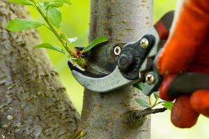 Gardener pruning trees with pruning shears on nature background. photo
